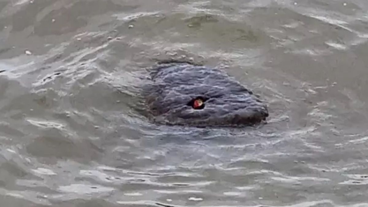 "Potwór z Tamizy" zdemaskowany? Internauta twierdził, że zobaczył wielkiego węża