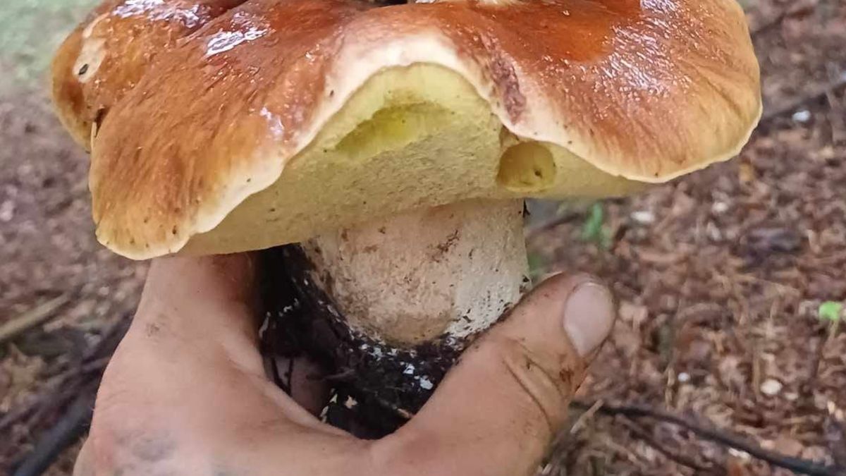 Borowiki na borowiku.