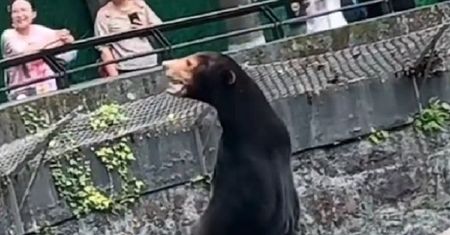 Nagranie obiegło świat. Chińczycy oszukali ludzi w zoo? Eksperci zgodni