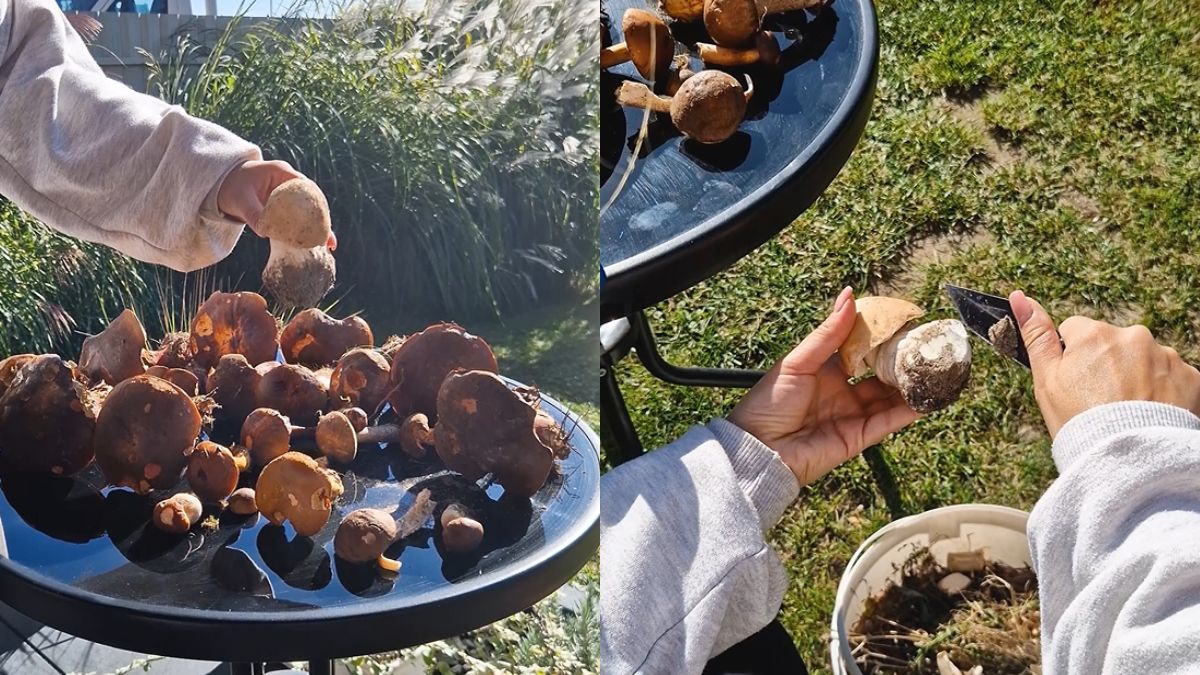 Daria czyści grzyby leśne