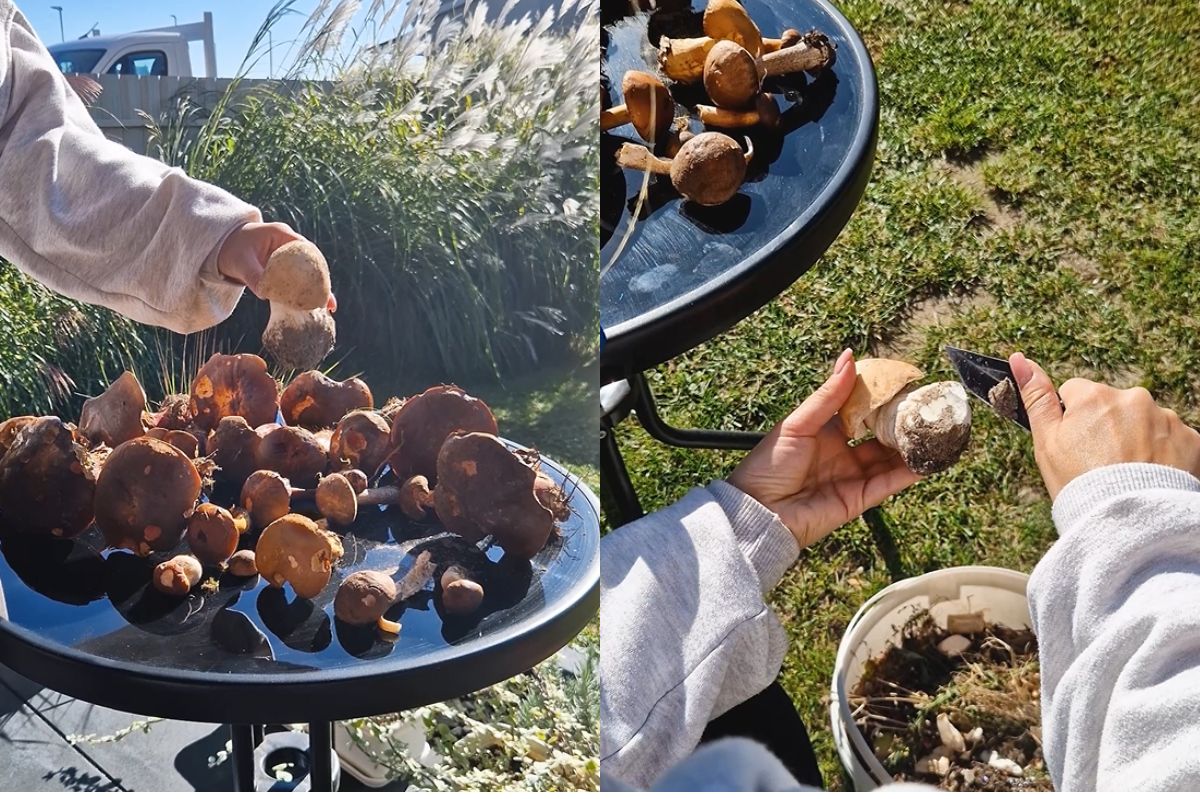 Daria pokazała, jak prawidłowo czyścić grzyby leśne. Nie wystarczy nożyk