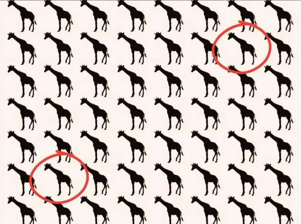 Rozwiązanie zagadki. Te dwa zwierzaki nie pasują do reszty stada