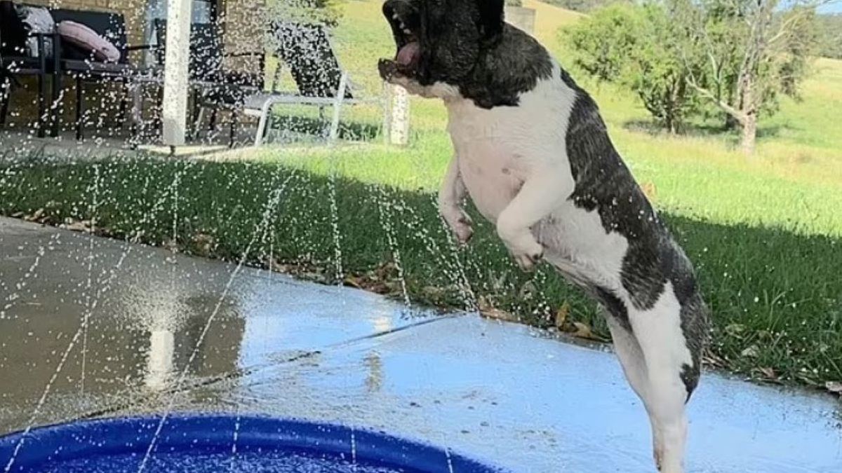 Pies odkrył swoją ulubioną zabawę 