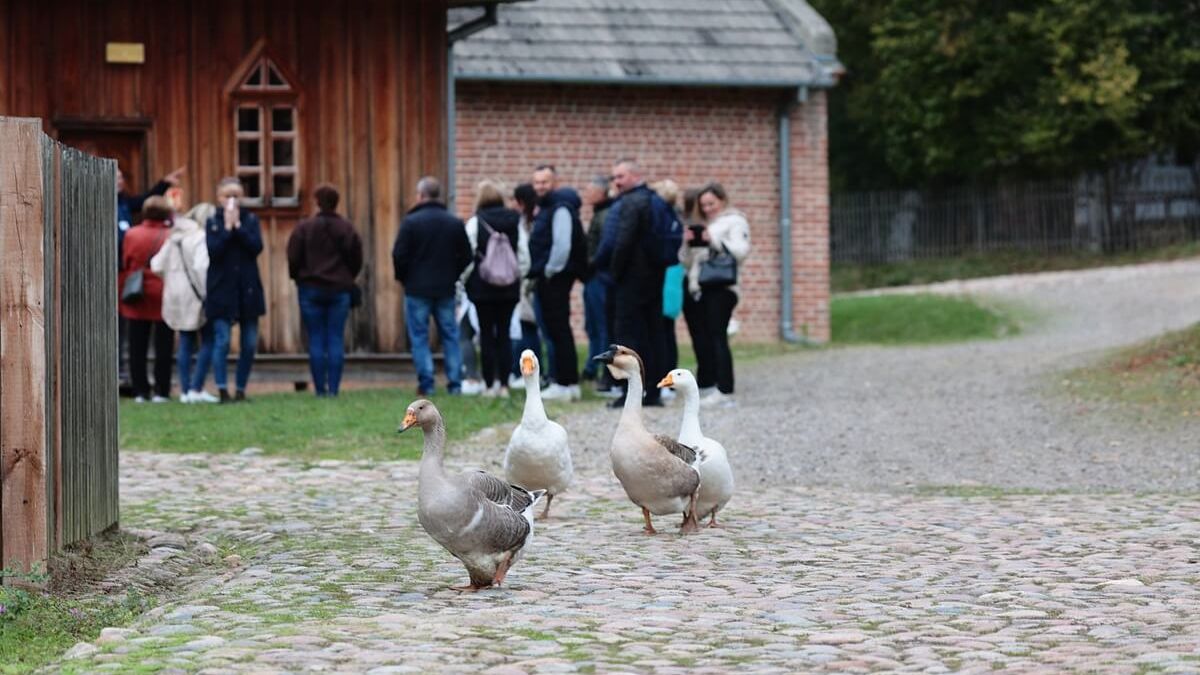 Gęsi w Muzeum Wsi Lubelskiej w Lublinie
