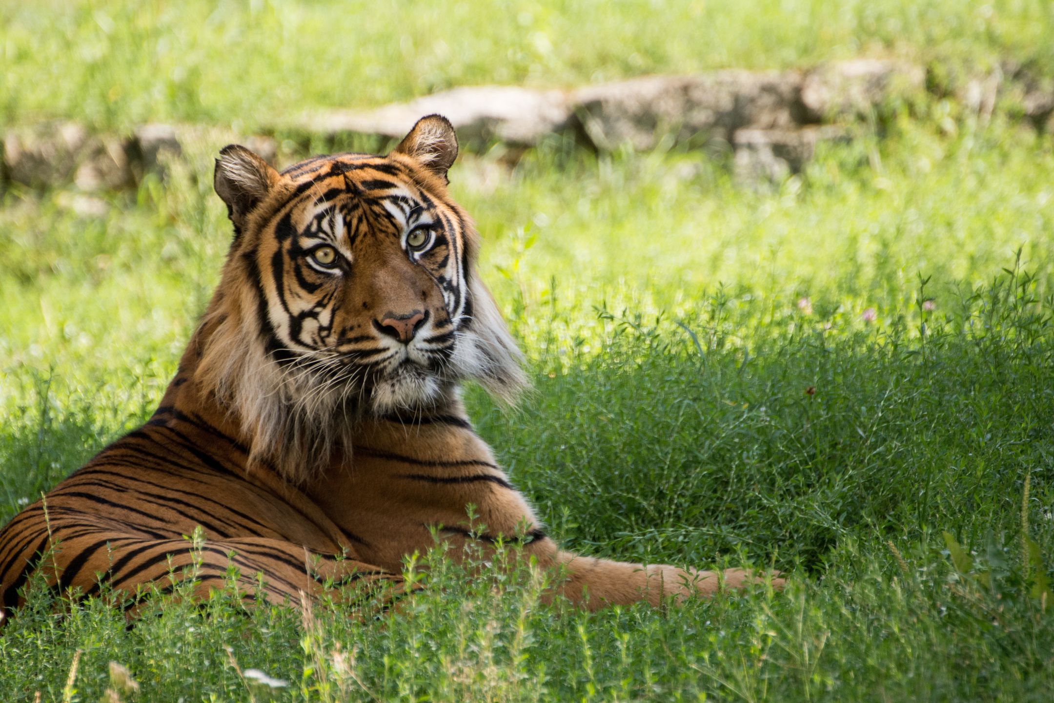 tygrys, zwierzak, dzika natura, felino, dzika, ogród zoologiczny, charakter, ssak, drapieznik, pas, carnivore, bengal, duzy, futro, gras, groźny, tygrys bengalski, syberyjski, żbik, pasiasty, dzungla