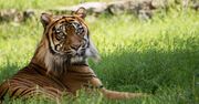 Bydgoszcz: Tygrysica Ania to istna gwiazda ZOO. Poznaj jej historię