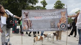 Lublin: Ludzie mają dość i wyrażą to publicznie. Będzie protest przeciwko cierpieniu zwierząt