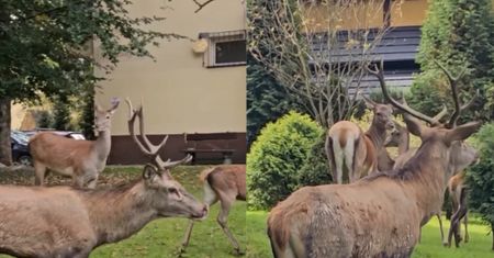 Miłosne sceny w centrum Zakopanego. Wszystko się nagrało