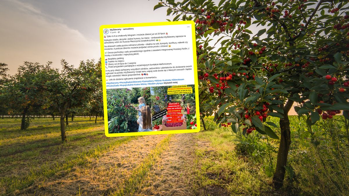 Zapraszają na samozbiory wiśni.
