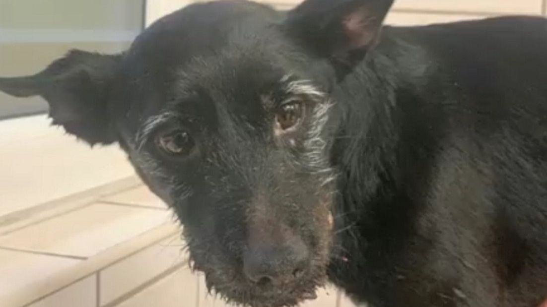 Marcin W. wlał Zizi do pyszczka niemal całą butelkę środka do czyszczenia toalet typu domestos. 