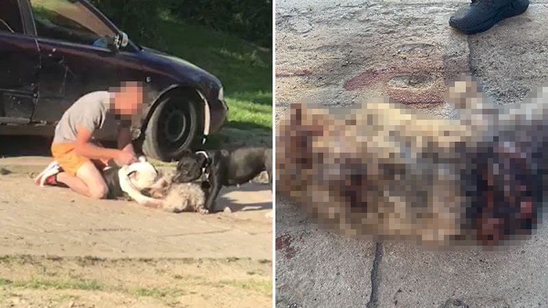 Elizówka. Agresywne amstaffy wyrwały maltańczyka z rąk właścicielki i na jej oczach go rozszarpały