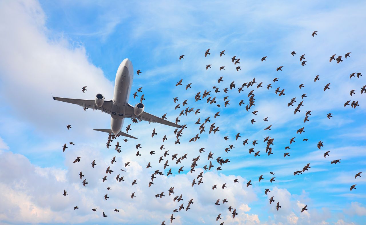 Collision with birds can threaten flight safety