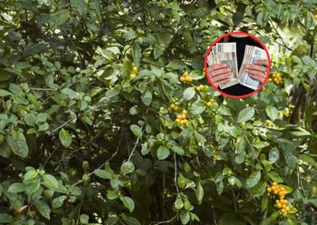 Zakazana roślina w ogrodzie. W 2027 roku nawet milion złotych kary