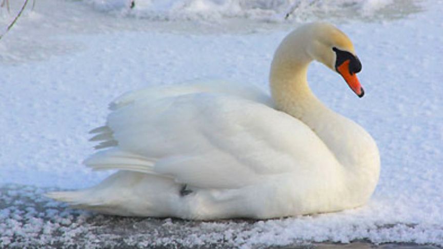 Mazowieckie. Przypadek ptasiej grypy w Płońsku. Zakażony wirusem okazał się łabędź