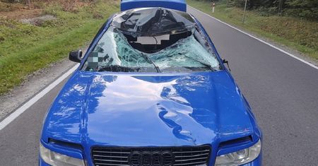 Łoś wpadł na maskę. Kierowca audi w szpitalu