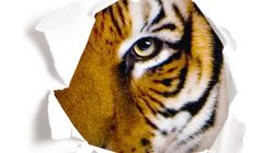 Tygrys reklamuje odkurzacze Bosch jako „silniejsze z natury”