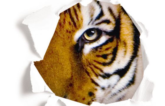 Tygrys reklamuje odkurzacze Bosch jako „silniejsze z natury”