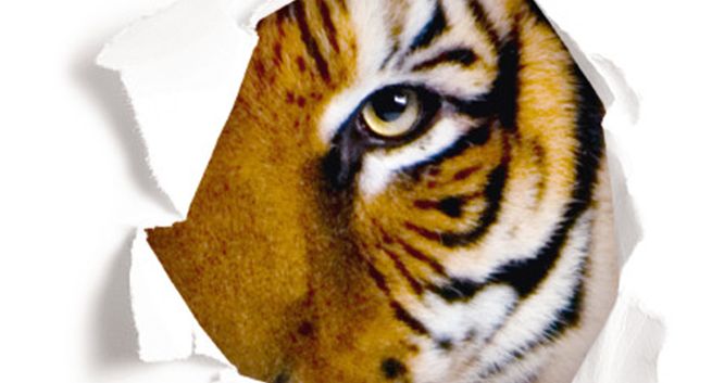 Tygrys reklamuje odkurzacze Bosch jako „silniejsze z natury”