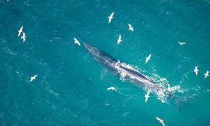 Odnaleziono groźny wirus. Umożliwiły to drony