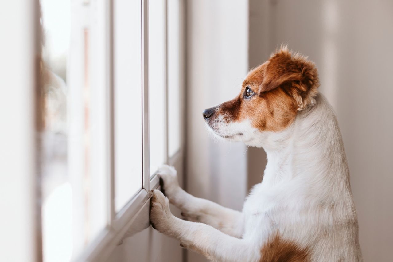 Dog looking through the window