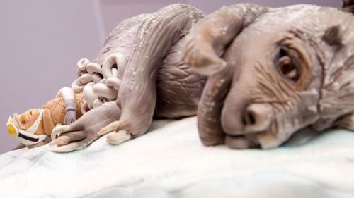 Małe co nieco na temat ciast 1