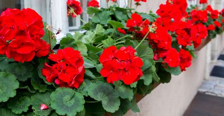 Tak przezimujesz pelargonie nawet w piwnicy. Będą cieszyć oko w kolejnym sezonie