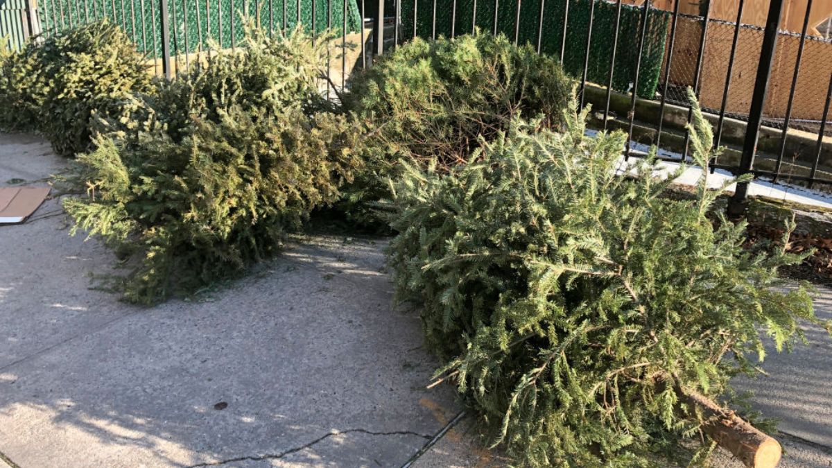 Co zrobić z choinką po świętach?