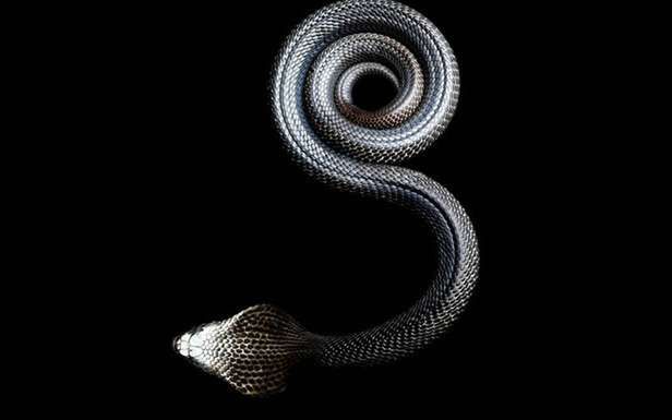Czarna kobra (Fot. Mark Laita, MarkLaita.com)