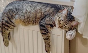 Kot wyleguje się na grzejniku? Jednoznaczny komunikat