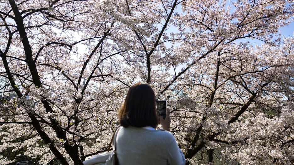 Cherry blossom trees at the Rosengarten in Bern
epa12011774 A woman takes a picture of cherry blossom trees at the Rosengarten in Bern, Switzerland, 05 April 2025.  EPA/PETER KLAUNZER 
Dostawca: PAP/EPA.
PETER KLAUNZER
people, trees, flowers, blossom tree, spring, nature, cherry