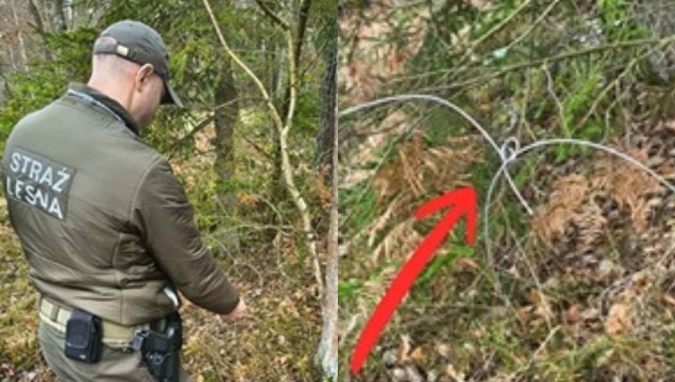 Okrutne znalezisko w gdańskim lesie. "Nielegalny proceder"