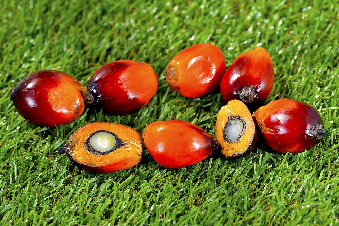 Olej palmowy otrzymywany jest z nasion lub miąższu olejowca gwinejskiego
