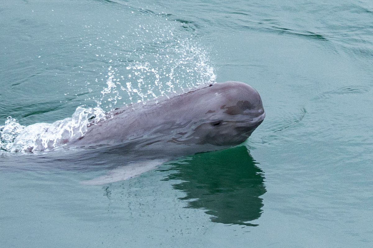 Alarmujący spadek liczby morświnów w Bałtyku. Gatunek na granicy wyginięcia