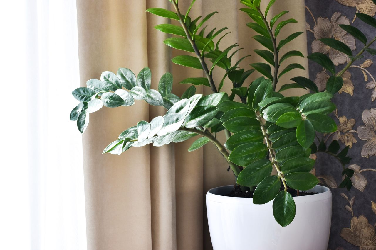 Spruce up your houseplants: Homemade fertilizers for zamioculcas