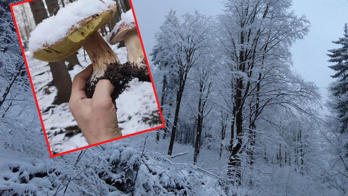 Leśnicy pokazali zdumiewające zdjęcie. "Od razu mrożone"