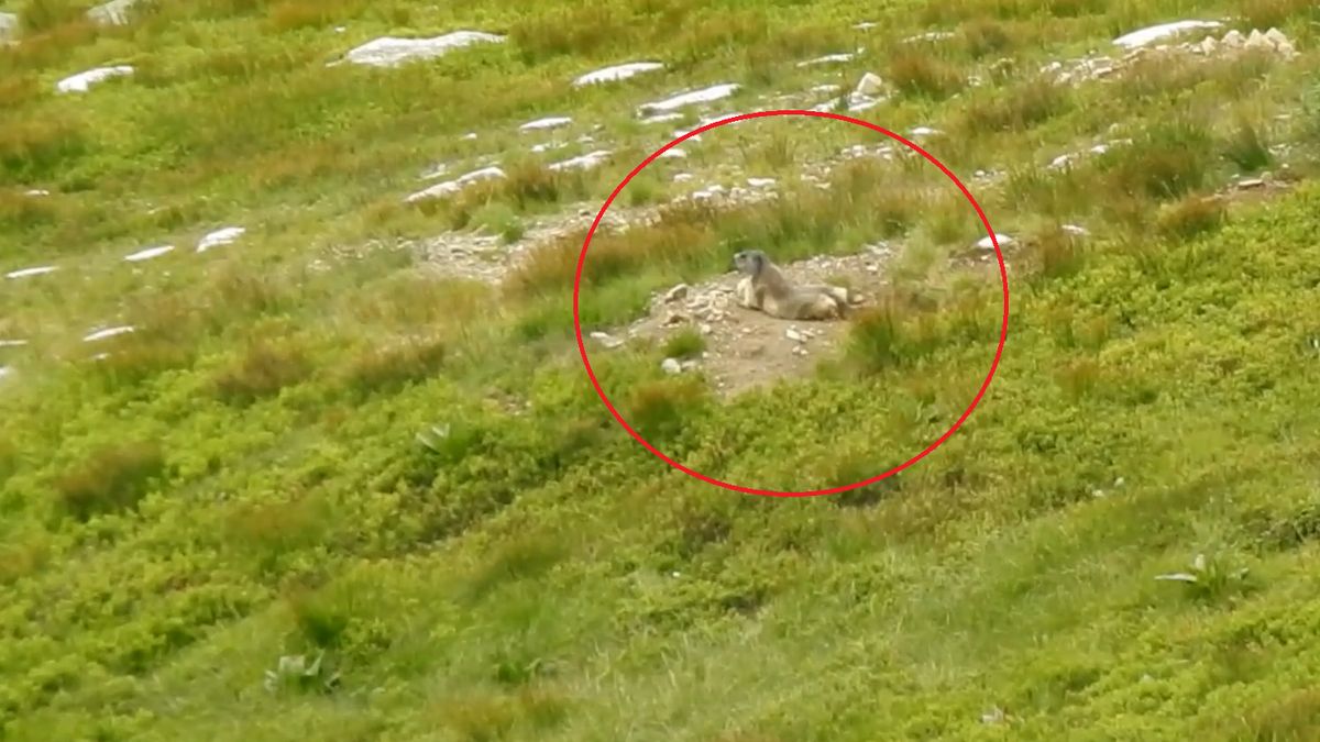 Świstaki uwielbiają się wylegiwać w słońcu