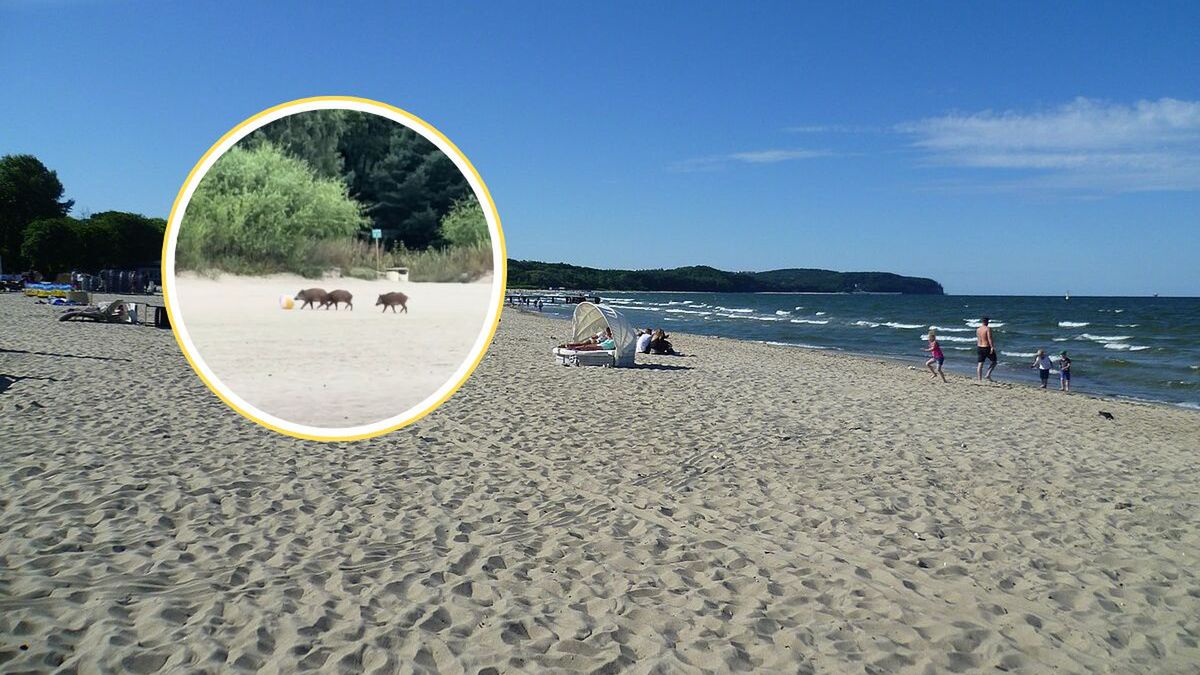 Dziki grające w piłkę na sopockiej plaży 