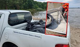 Eksperyment rozwiąże problem złotej algi? "Wypalanie ogniem" problemu