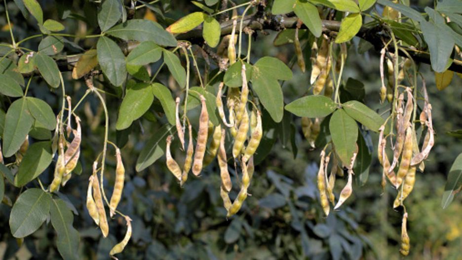 Złotokap zwyczajny może doprowadzić do groźnych zatruć u dzieci