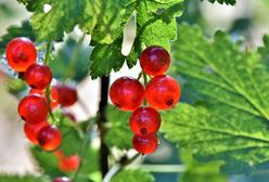 Muzeum Wsi Radomskiej. Weekend w skansenie pod znakiem owoców