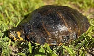 Porzucili 20-letniego żółwia. To rekordzista