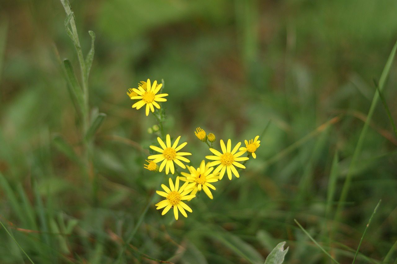 Ragwort: The silent threat lurking in our meadows and fields, especially dangerous to your pets