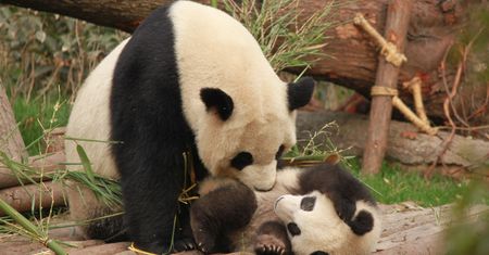 Chiny usuwają pandę wielką z listy zagrożonych gatunków. To wielki sukces!
