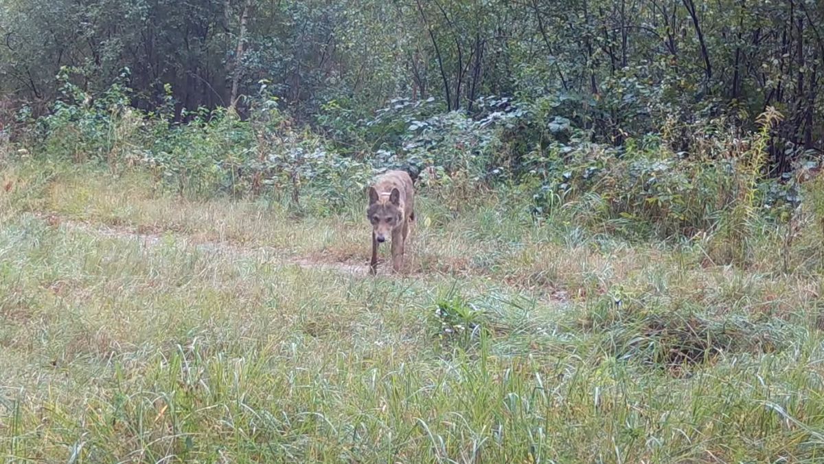 Poinformowano, co zrobił Brzask 