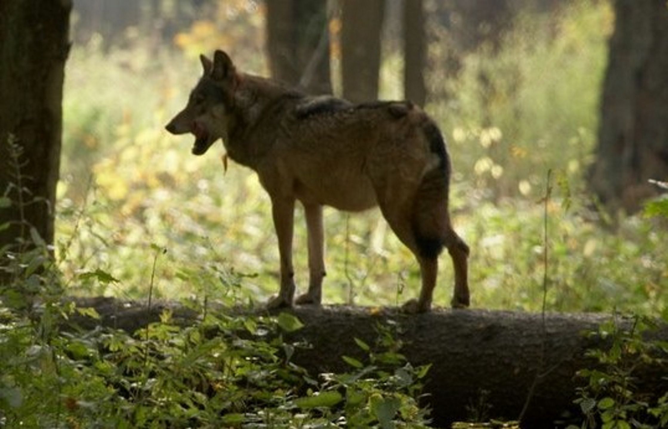 Myśliwy zastrzelił samca alfa pod ścisłą ochroną. Drugi wyrok w sprawie