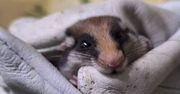 Tej przeprowadzki nikt nie planował. Jak żołędnica europejska trafiła do Zoo Poznań?