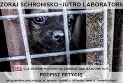 5 listopada protest przeciw ustawie zezwalającej na eksperymenty na bezdomnych zwierzętach