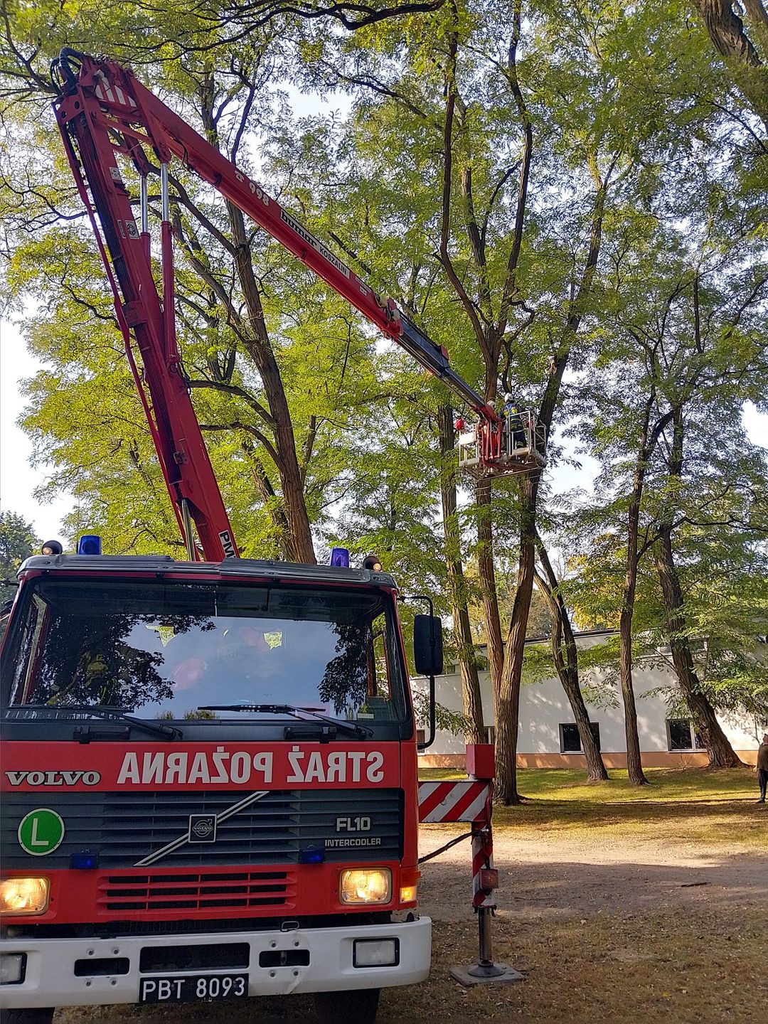 Rudy na drzewie