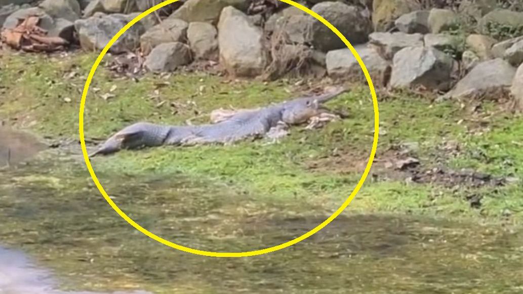 Dziwne stworzenie wywołało burzę mózgów w internecie