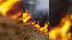 Pożar lasu na Lubelszczyźnie. Leśnicy opublikowali dramatyczne nagranie